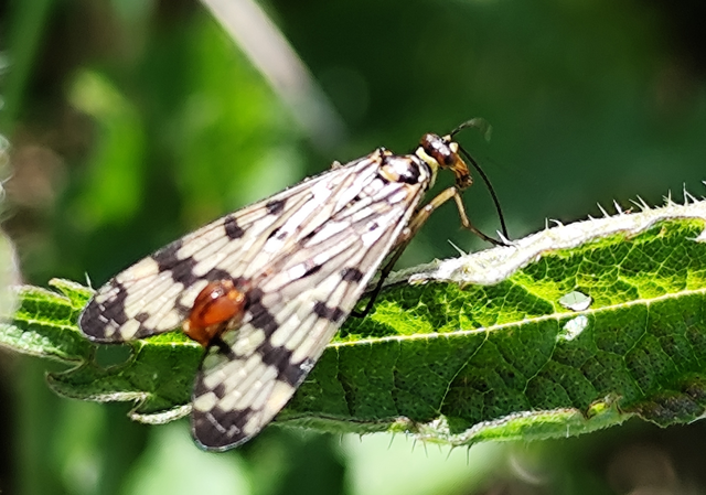 Panorpa communis - közönséges skorpiólégy