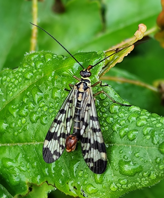 Panorpa vulgaris