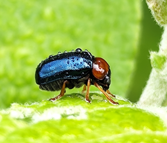 Smaragdina