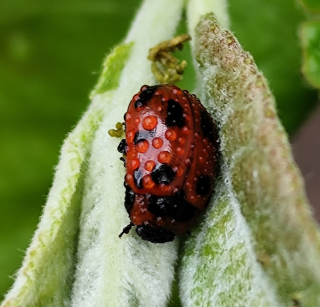 Gonioctena viminalis