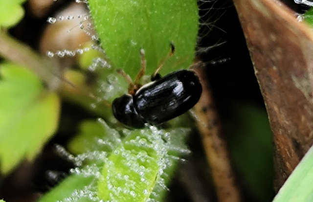 Cryptocephalus bameuli/flavipes