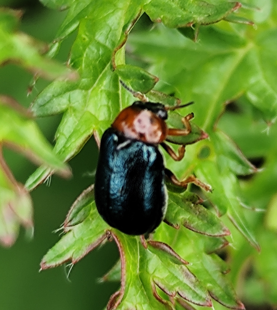 Smaragdina
