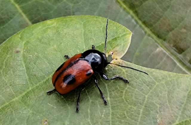 Cryptocephalus bipunctatus - kétpettyes zömökbogár