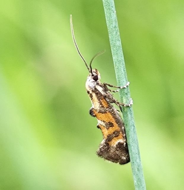 Epermenia pontificella - tarka íveltmoly