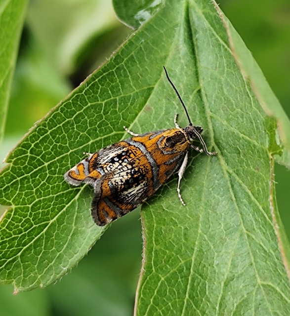 Olethreutes arcuella - avarevő tükrösmoly
