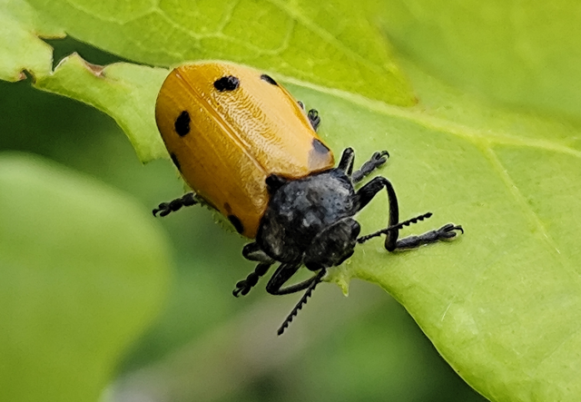 Lachnaia sexpunctata - szőrösnyakú zsákhordóbogár