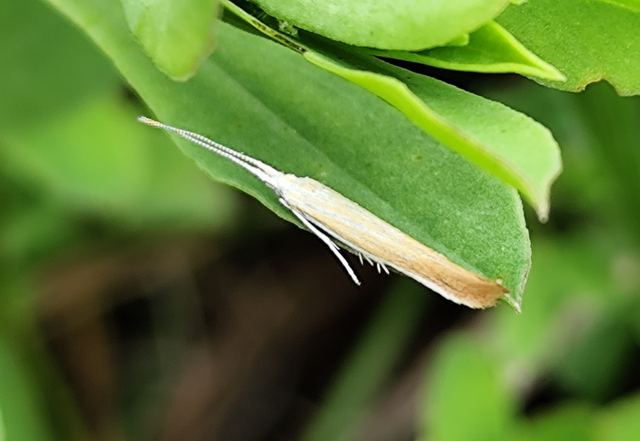 Coleophora