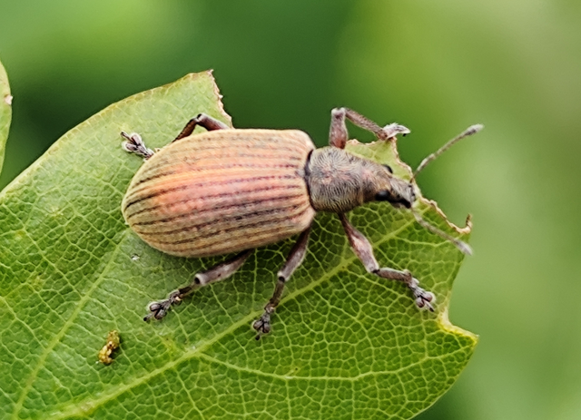 Polydrusus mollis - termetes lombormányos