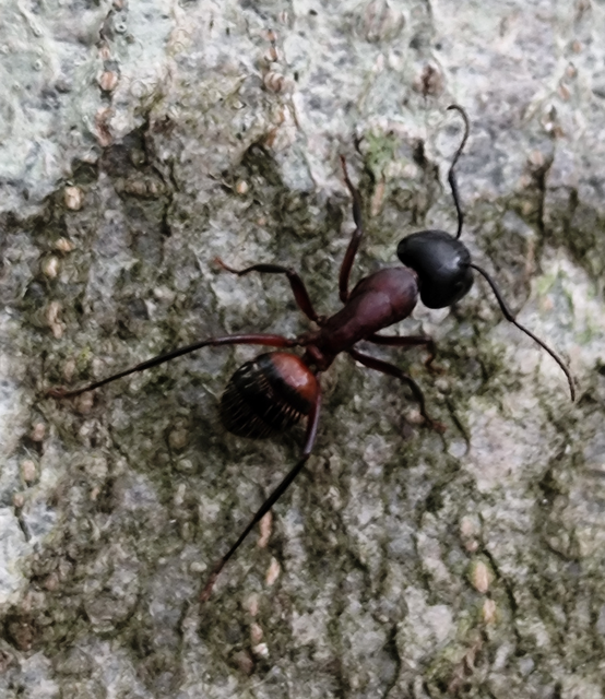 Camponotus ligniperda - faodvasító lóhangya