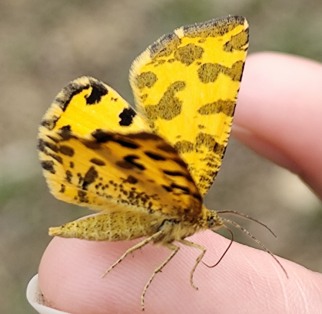Pseudopanthera macularia - párducfoltos araszoló