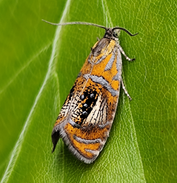 Olethreutes arcuella - avarevő tükrösmoly