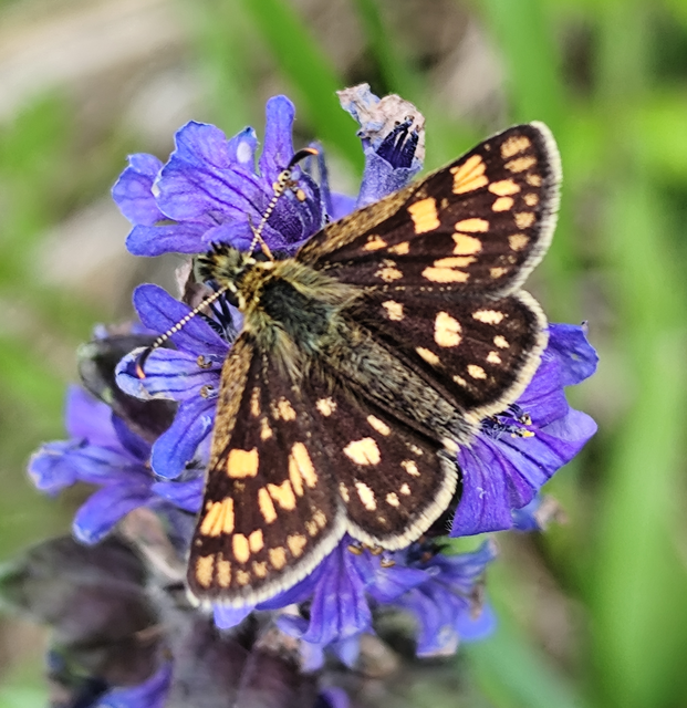Carterocephalus palaemon - kockás busalepke