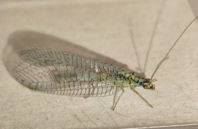 Chrysopa perla - aranyszemű fátyolka Chrysopa perla - aranyszemű fátyolka