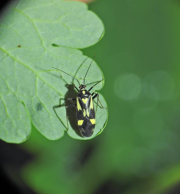Grypocoris sexguttatus - hatpettyes díszpoloska Grypocoris sexguttatus - hatpettyes díszpoloska