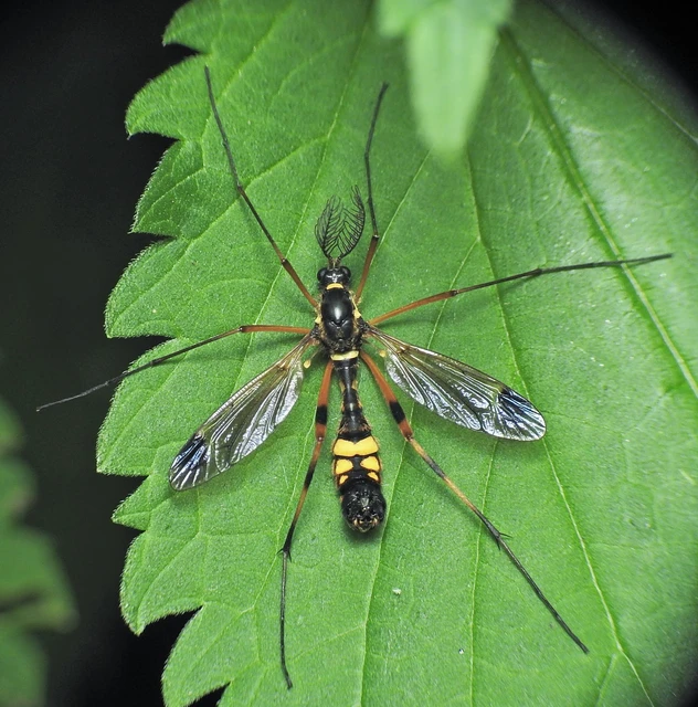 Diptera - Kétszárnyúak