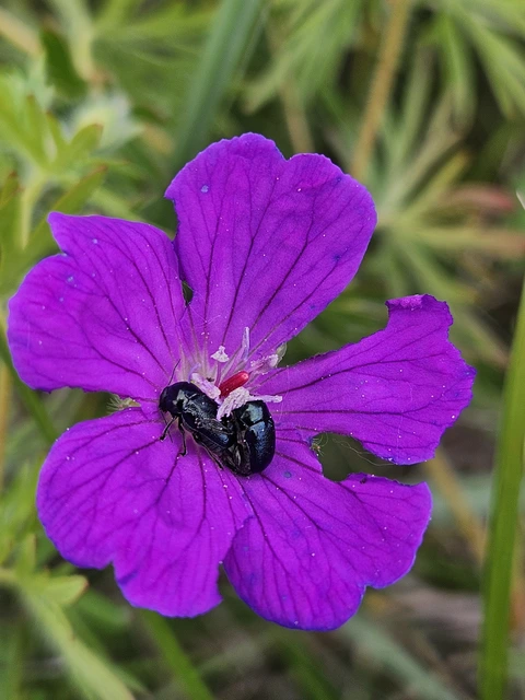 Cryptocephalus violaceus - sötétkék zömökbogár Cryptocephalus violaceus - sötétkék zömökbogár