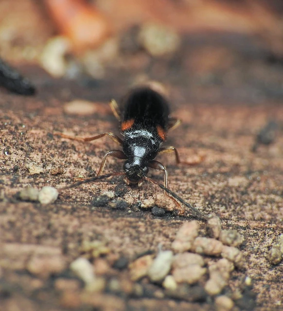 Mycetochara humeralis - feketehasú taplász