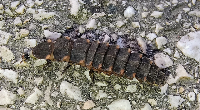 Lampyris noctiluca - nagy szentjánosbogár