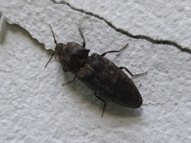 Agrypnus murinus - egérszínű pikkelyespattanó