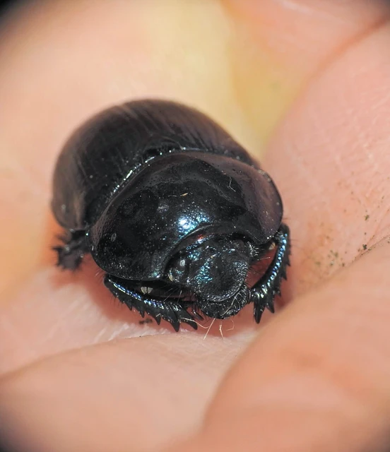 Anoplotrupes stercorosus - erdei álganéjtúró