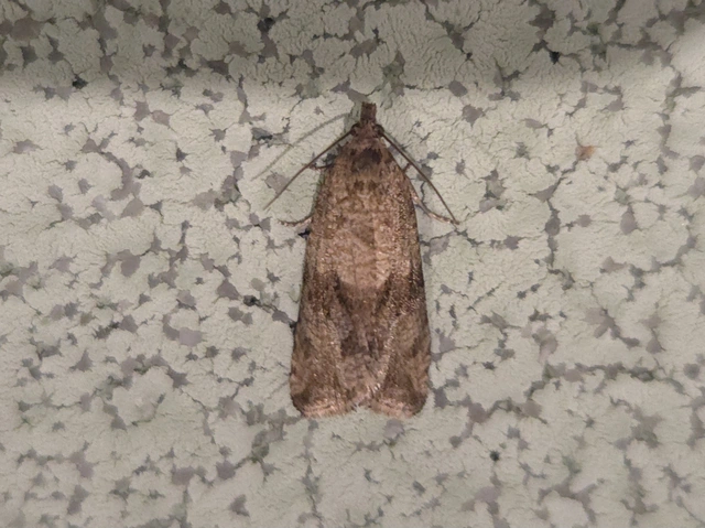Celypha striana - pitypangfúró tükrösmoly