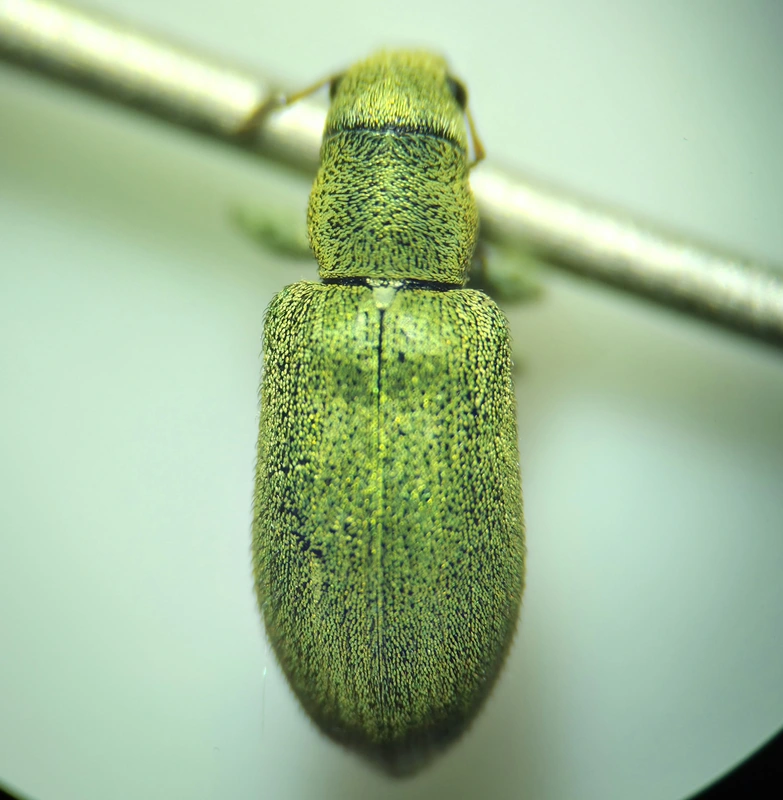Pachyrhinus lethierryi - tujarontó ormányos