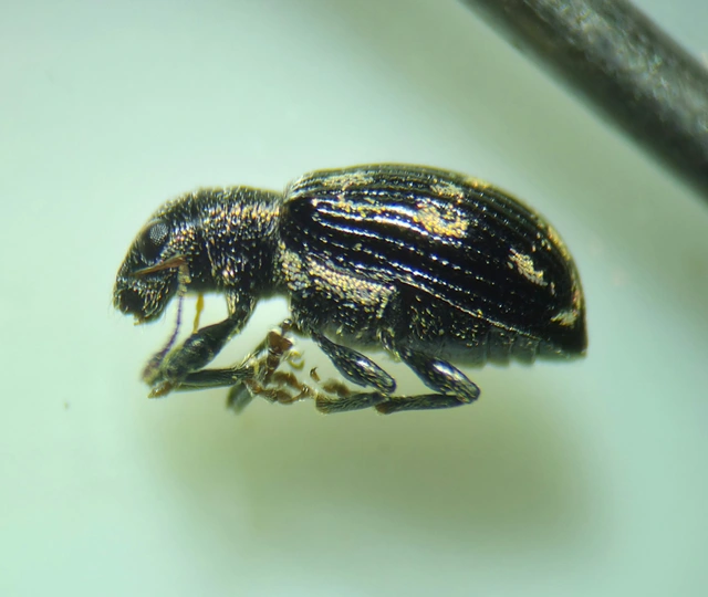 Polydrusus picus - pikkelyfoltos lombormányos