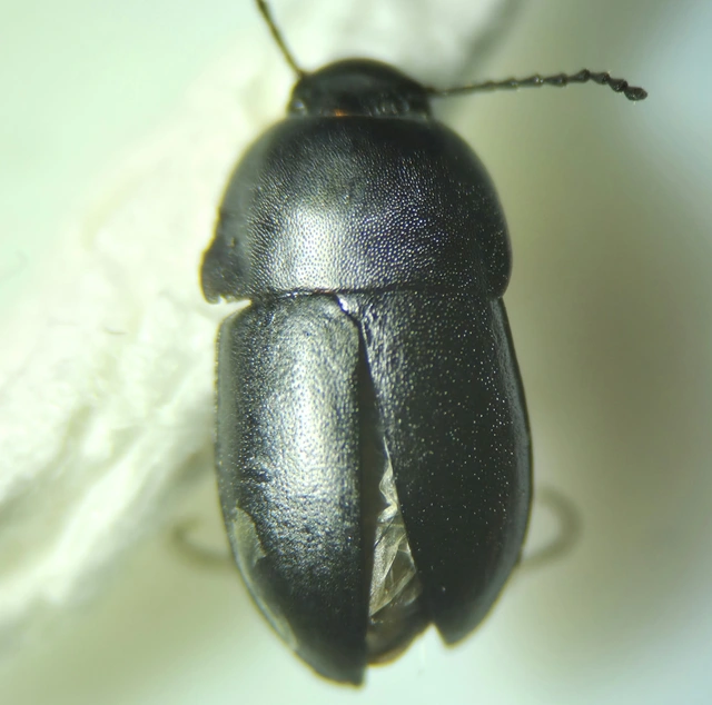Crypticus quisquilius - fürge gyászbogár
