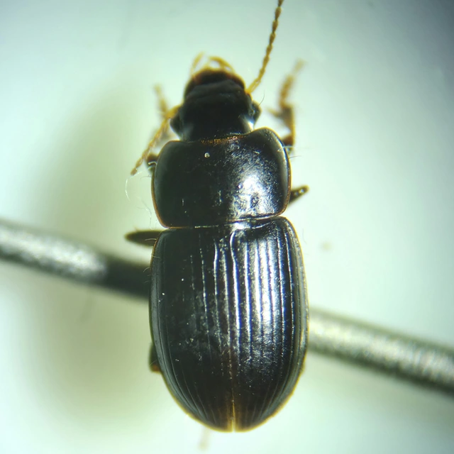 Harpalus pumilus - törpe lomhafutó