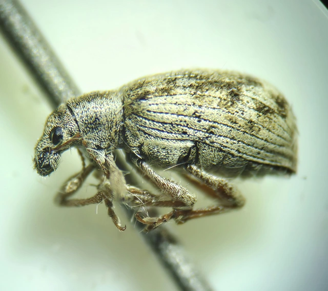 Polydrusus tereticollis - szalagos lombormányos