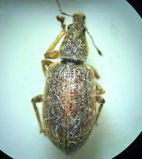 Polydrusus mollis - termetes lombormányos
