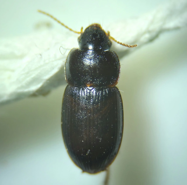 Harpalus pumilus - törpe lomhafutó