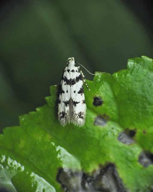 Pseudotelphusa scalella - moharágó sarlósmoly