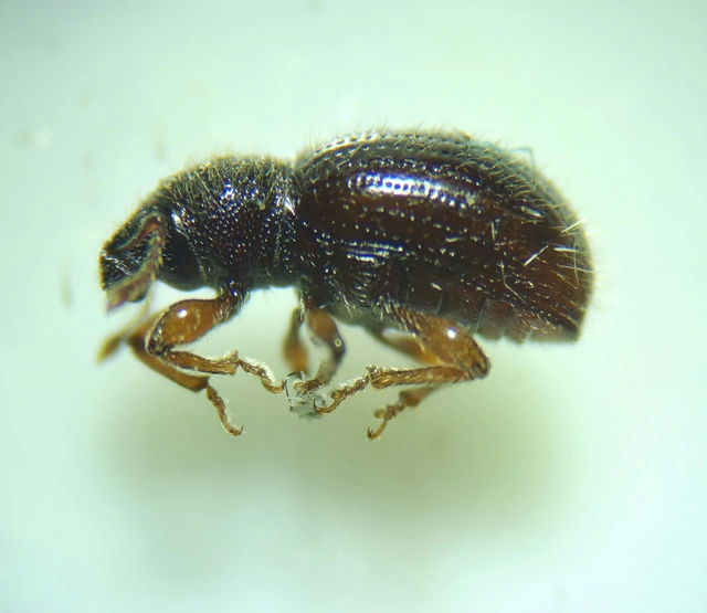 Exomias