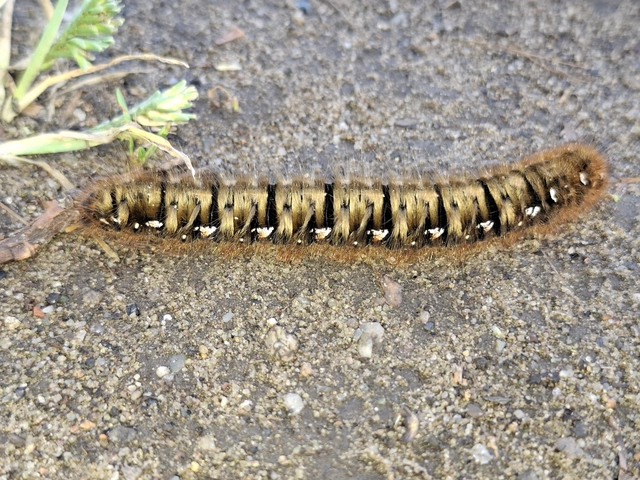 Lasiocampa quercus - tölgyfaszövő