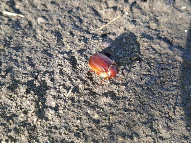 Holochelus aequinoctialis - tavaszeleji cserebogár