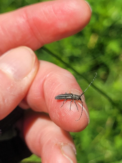 Agapanthia cardui - sávos bogáncscincér