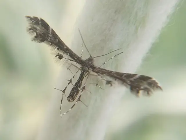 Pterophoridae - tollasmolyfélék