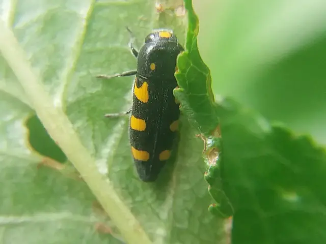 Ptosima undecimmaculata - sárgafoltos díszbogár