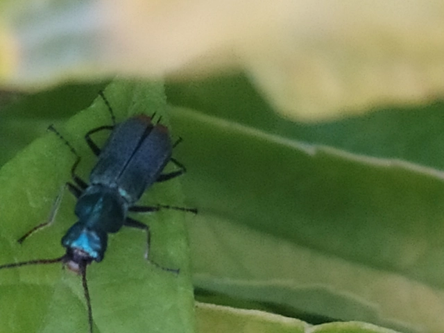 Clanoptilus geniculatus - sárgaarcú bibircsesbogár