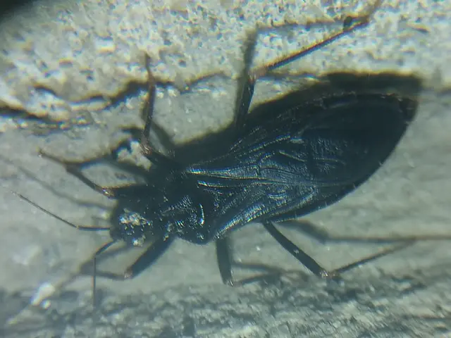 Reduvius personatus - szemetes zugpoloska