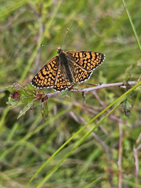 Melitaea cinxia - réti tarkalepke