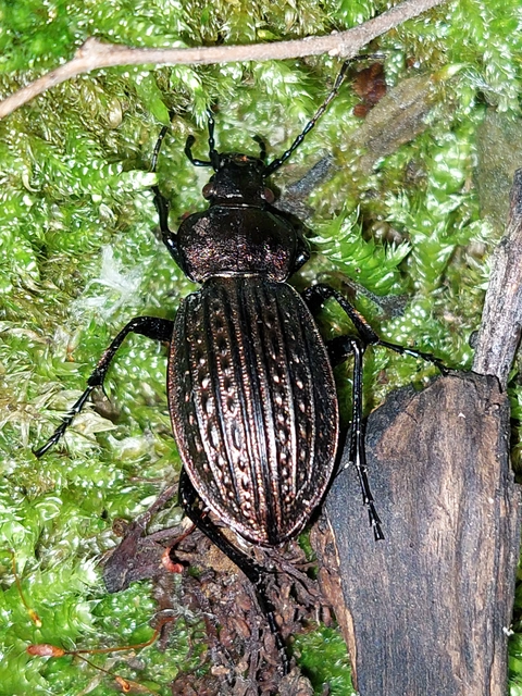 Carabus ulrichii - rezes futrinka Carabus ulrichii - rezes futrinka