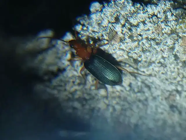 Brachinus elegans - mezei pöfögőfutó