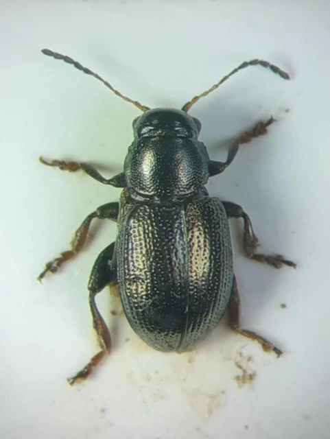 Chaetocnema obesa Chaetocnema obesa