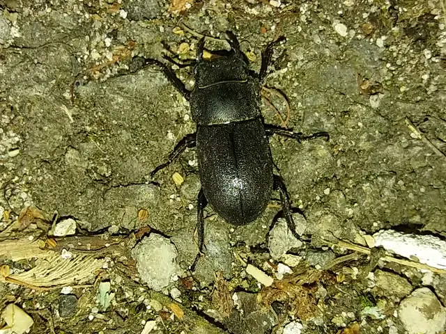 Dorcus parallelipipedus - kis szarvasbogár