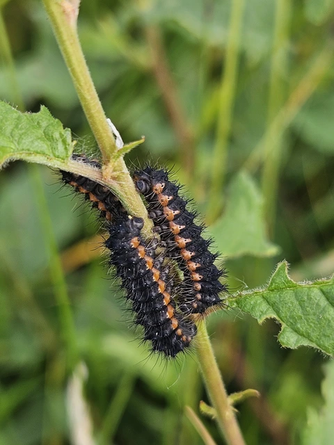 Saturnia pavoniella - kis pávaszem