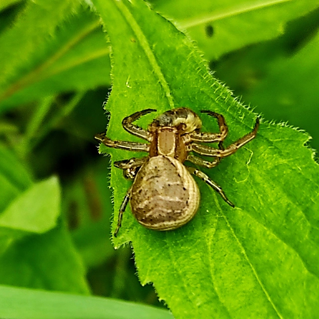 Xysticus