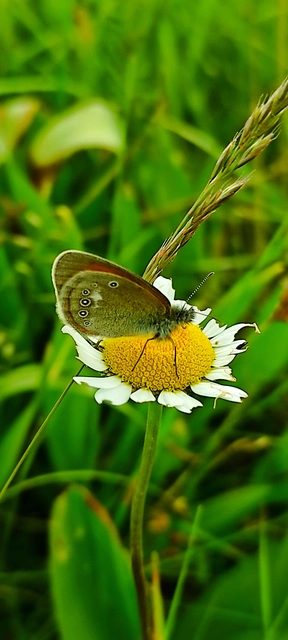 Coenonympha glycerion - közönséges szénalepke