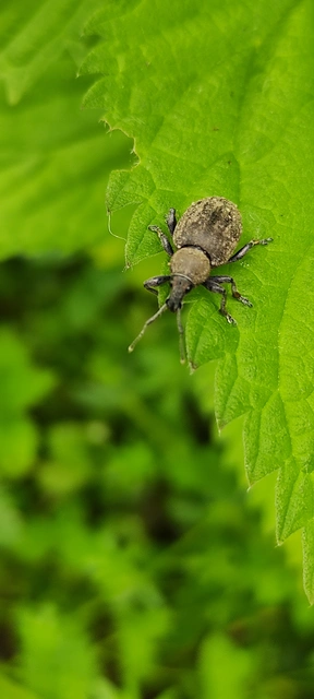 Otiorhynchus ligustici - vincellér-gyalogormányos